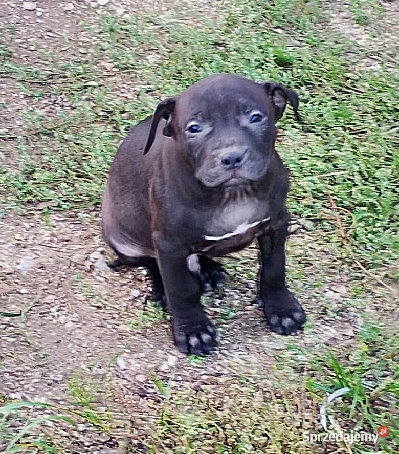 Amerykański Pitbullterrier - szczeniaki