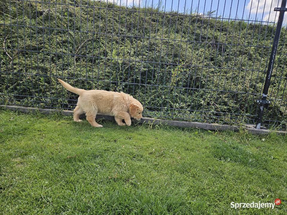 Golden Retriever szczeniak złoty piesekgotowy do małopolskie Brzesko