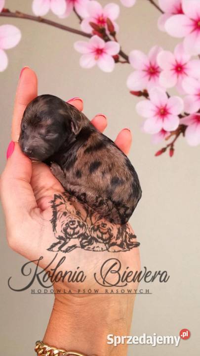 Pudel Miniaturowy piesek Merle PASZPORT Sędziejowice