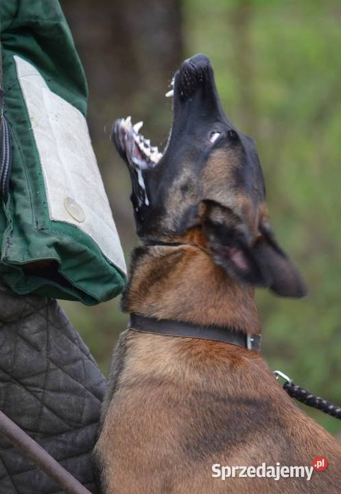 Owczarek belgijski Malinois FCI Psy Nowy Sącz sprzedam