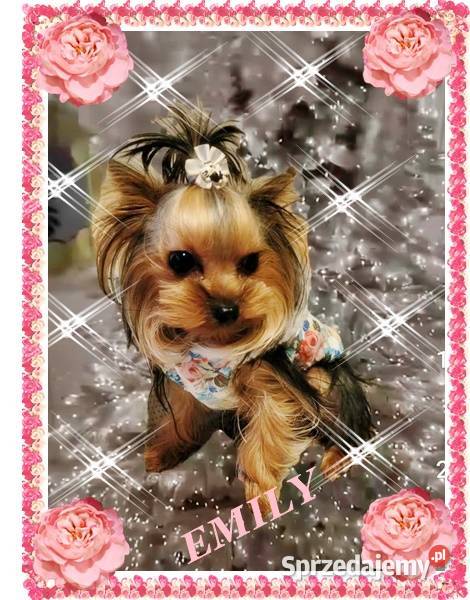 YorkYorkshire TerrierElitarne MINI CudeńkoPIESEK