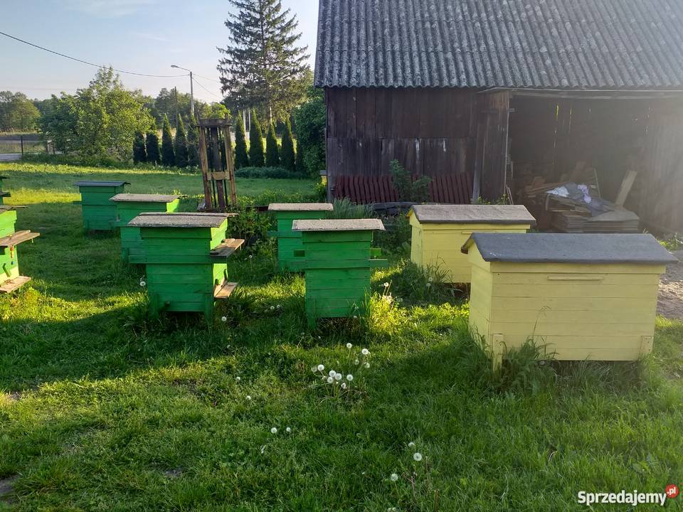 Sprzedam ule z pszczołami sprzedam