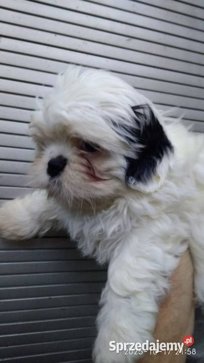 Piedek Shih tzu kujawsko-pomorskie Unisław