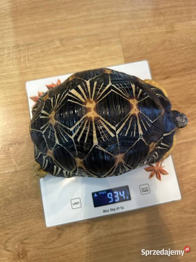 ŻÓŁW PROMIENISTY Astrochelys radiata Rzeszów