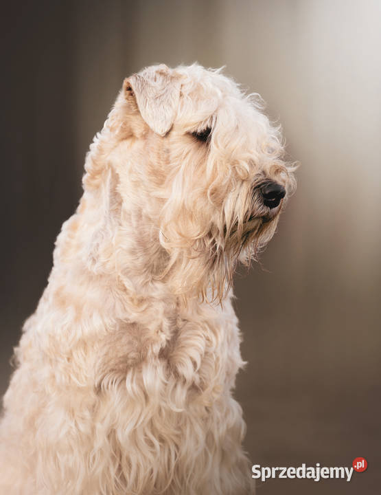 Irish soft coated wheaten terrier terier Brwinów