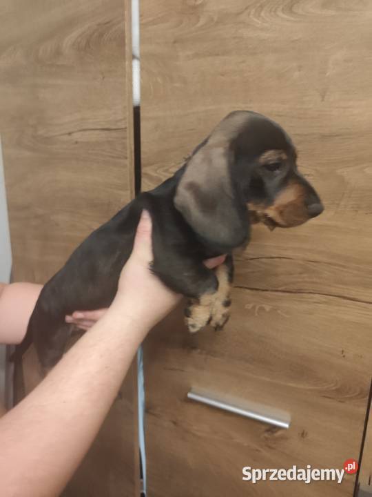 Jamnik szorstkowłosy pies Jamnik Ciechanów