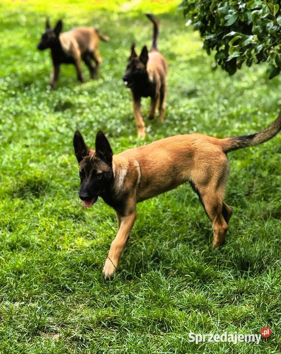 Amber owczarek belgijski malinois lubelskie Lublin