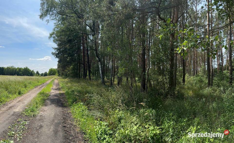 Działka z pięknym drzewostanem lubuskie Trzebule