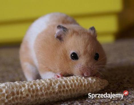 CHOMIKI PANDA BANAN ROBOROWSKI SYRYJSKI Pozostałe mazowieckie Ząbki