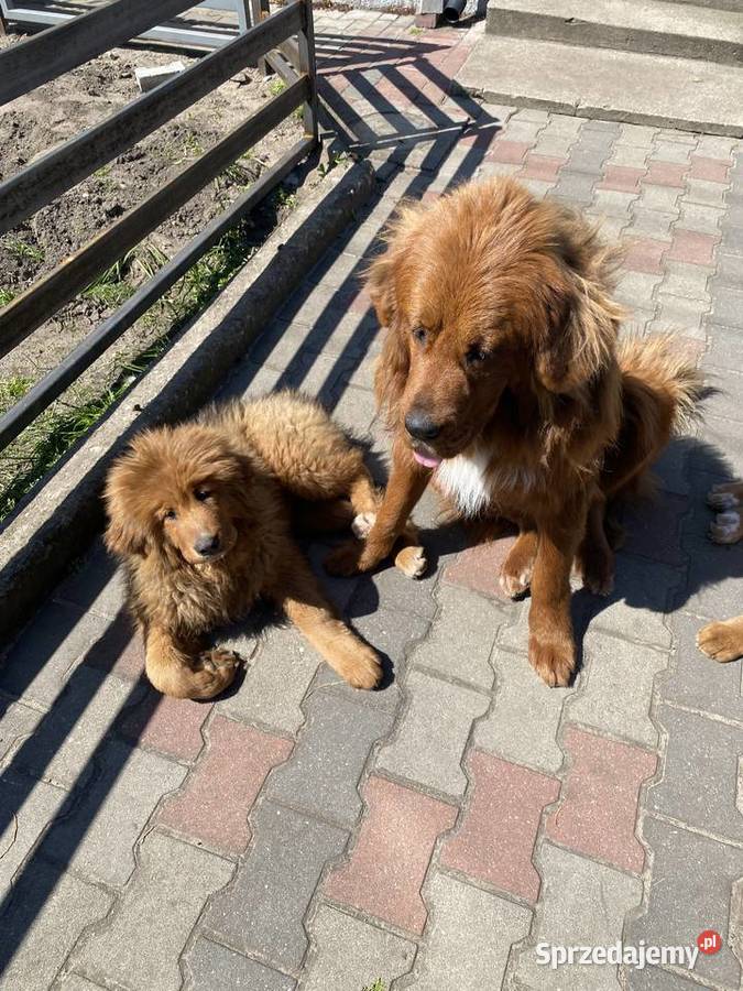 Mastif Tybetański szczeniaki aktualizacja łódzkie Łowicz