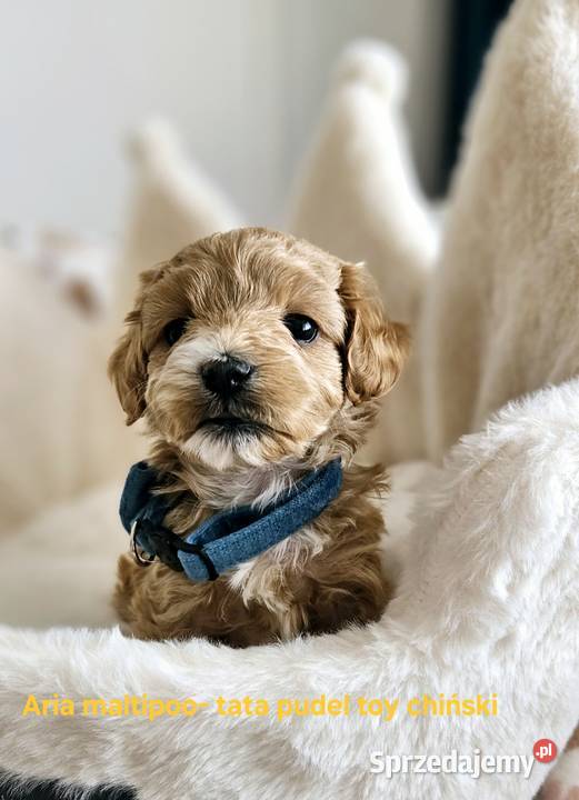 Maltipoo XXS chiński pudel toy Pisarzowice