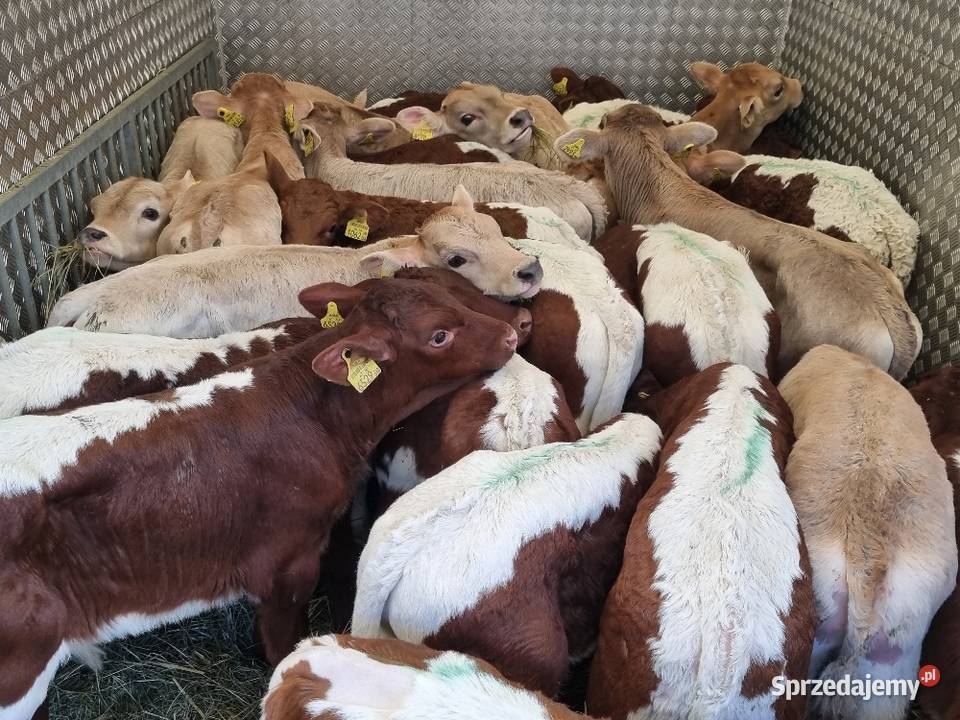 Sprzedaż cieląt mięsnych I mieszańcy waga 70 do Nowy Tomyśl