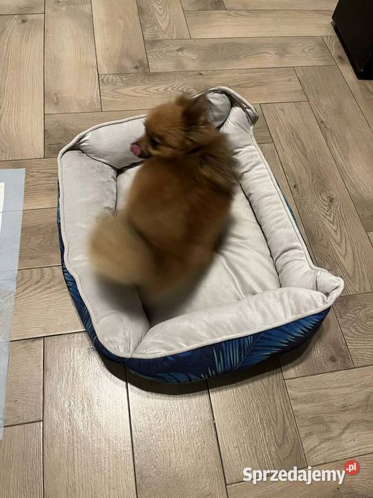 szpic miniaturowy suczka