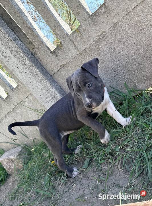 Trzy suczki Amstaff Blue Brzeziny