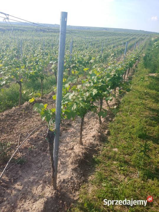 Słupki metalowe do malin ogrodu winnicy Łódź