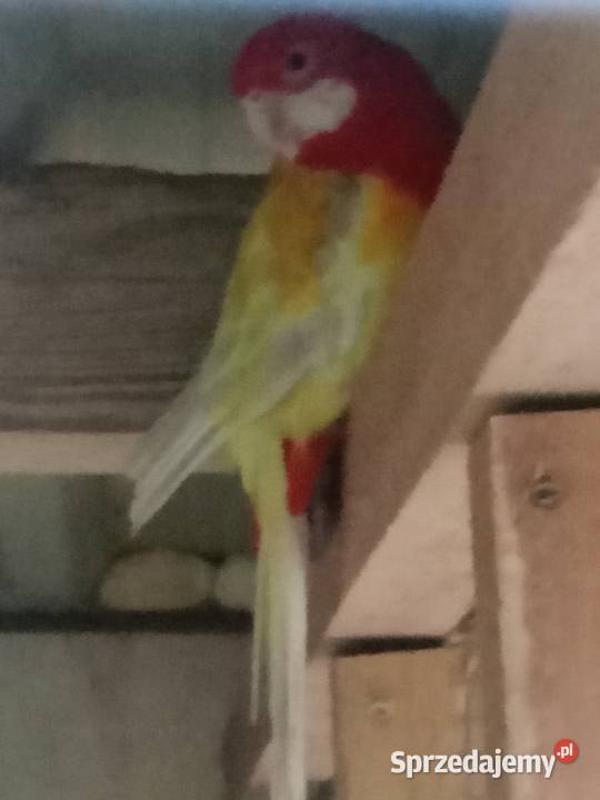 Rozelle para lęgowa Strzelce Opolskie