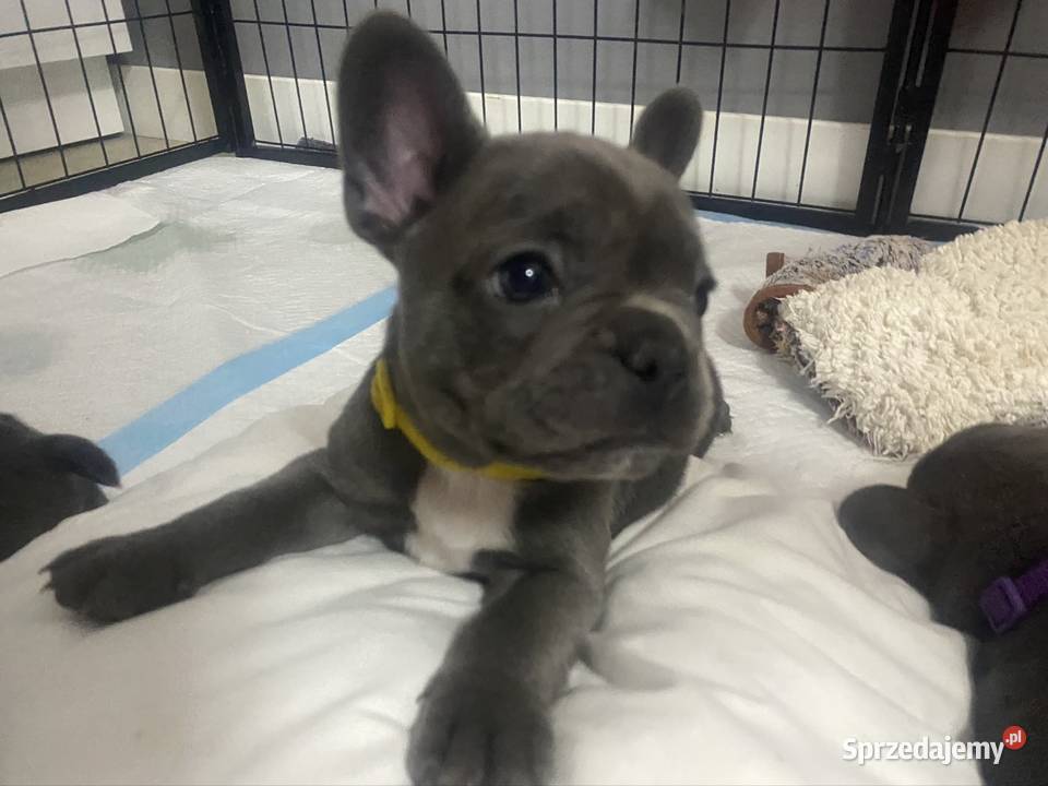 Buldog francuski kujawsko-pomorskie Bydgoszcz
