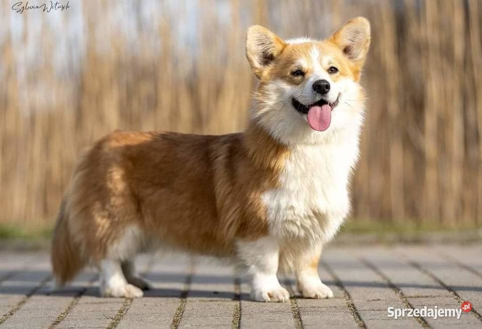Welsh corgi pembroke Pozostałe mazowieckie Gostynin