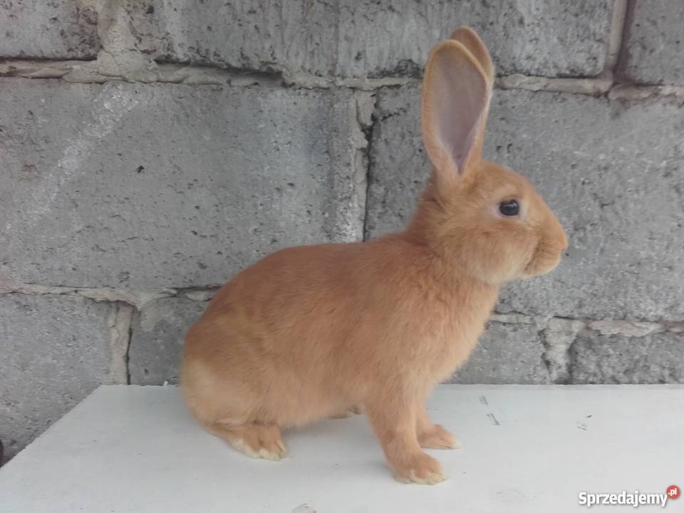 Króliki burgundzki samiczki samczyk Wola Lubecka