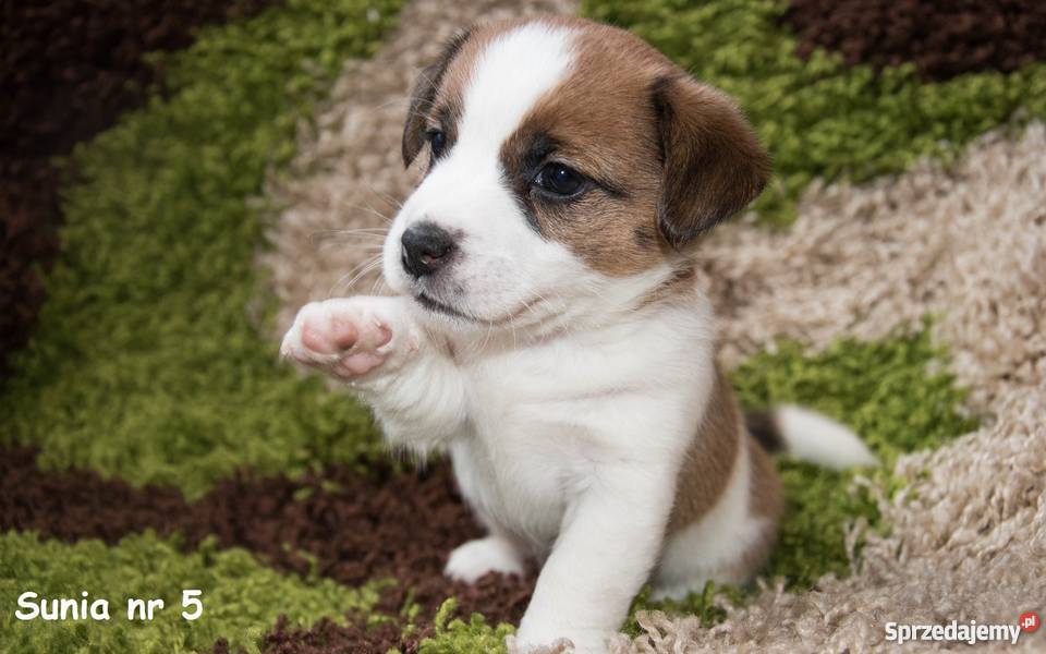 Szczeniaki Jack Russell Terrier FCI Rodowód ZKwP Ostrów Wielkopolski sprzedam