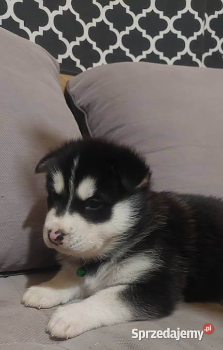 Alaskan Malamute piesszczeniak Przemyśl