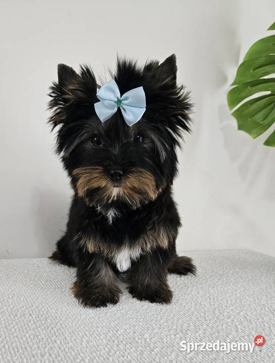 Śliczny York Do Odbioru Z kompletem dokumentów Brzeg sprzedam