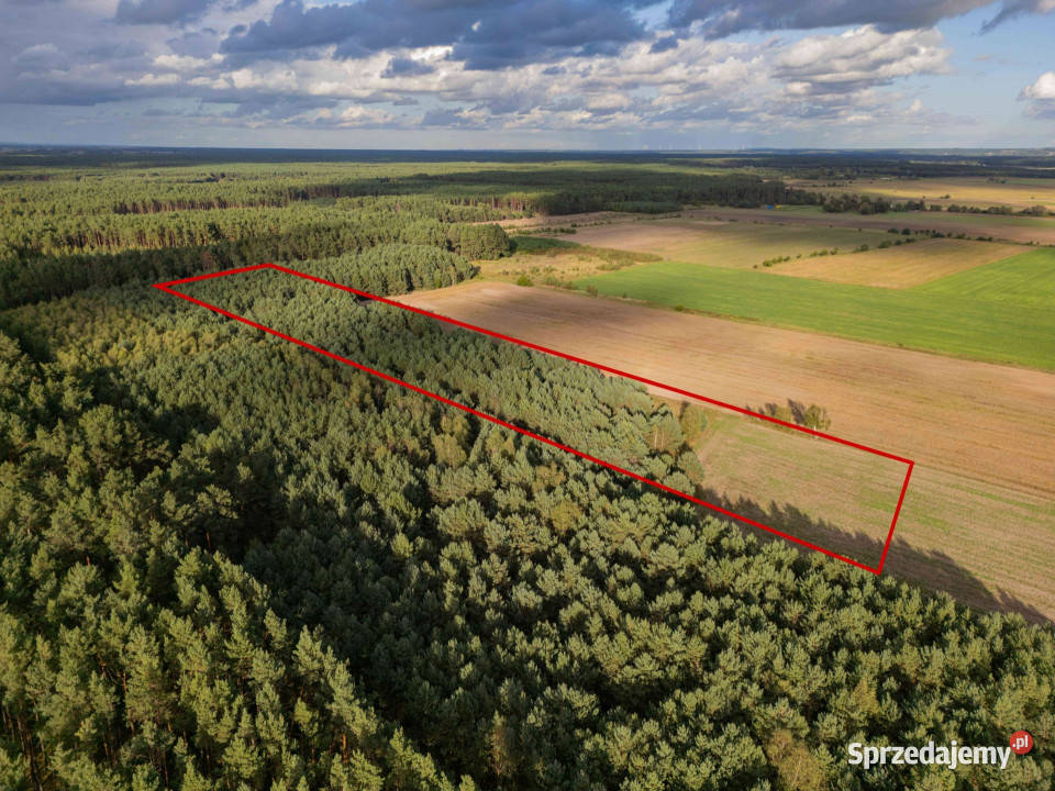 Działka rolna Jędrzejewo gm Czarnków 78m Sprzedaż