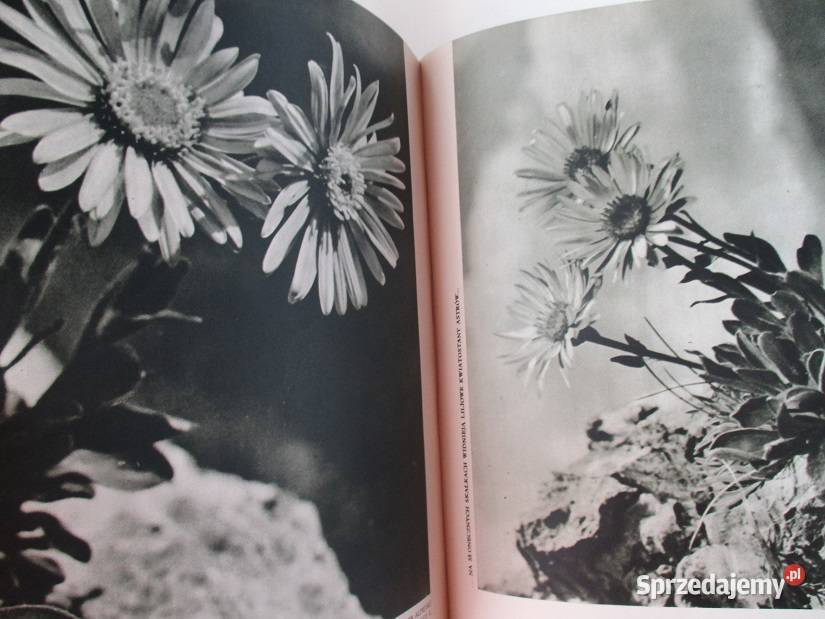 Zielony świat Tatr ZRadwańska Paryska roślinność Łódź