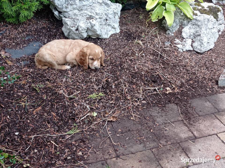Śliczne szczeniaczki Cocker spaniel Jerzmanowice