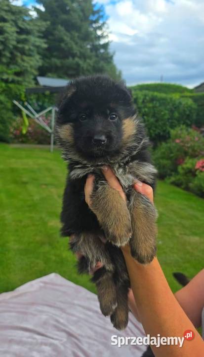 Owczarek Niemiecki szczenieta rodowod FCI Wiązów