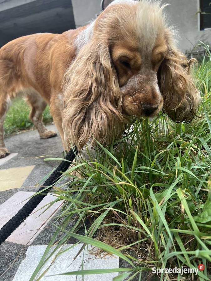 Sunia Cockier spaniel angielski Koronowo