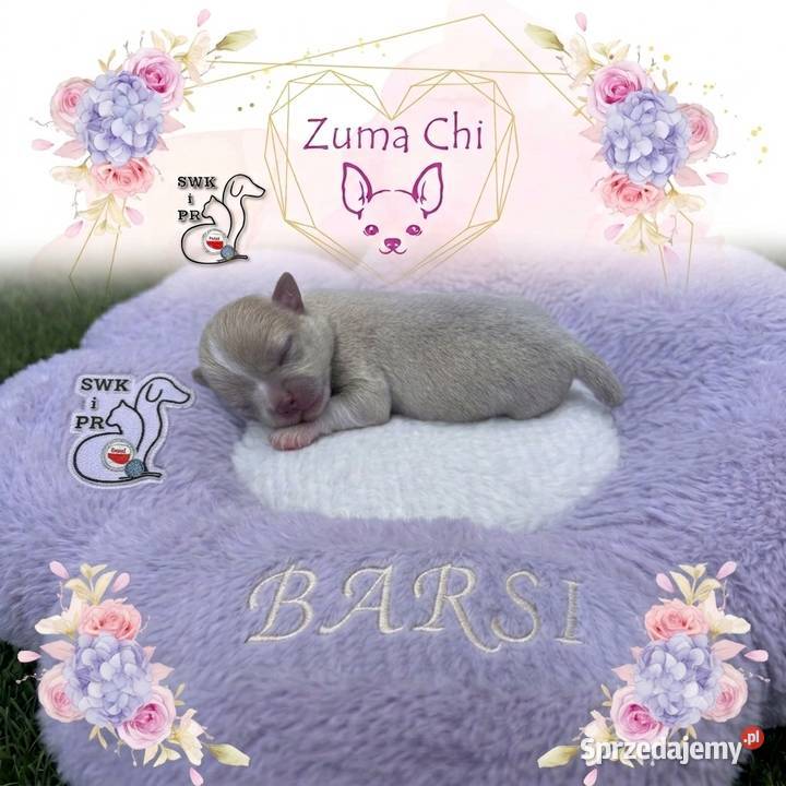 Chihuahua chłopcy Warszawa sprzedam