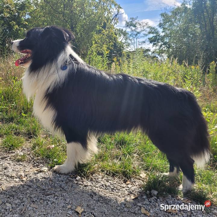 Reproduktor Border Collie FCI Katowice