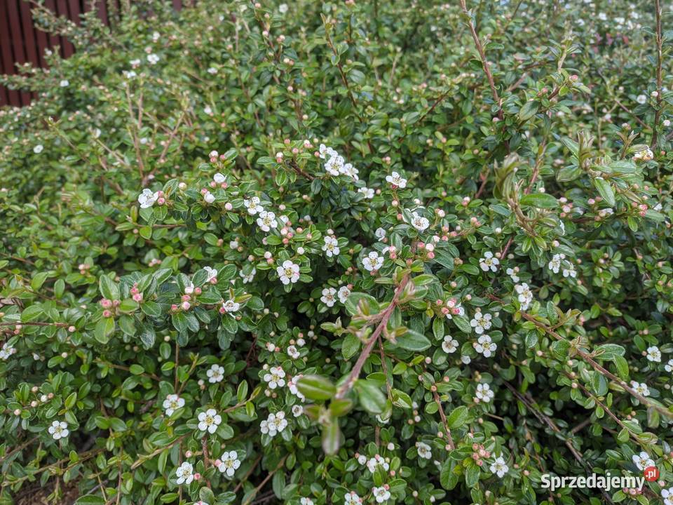 Irga Płożąca zadarniająca zimozielona Duże lubelskie Lublin sprzedam