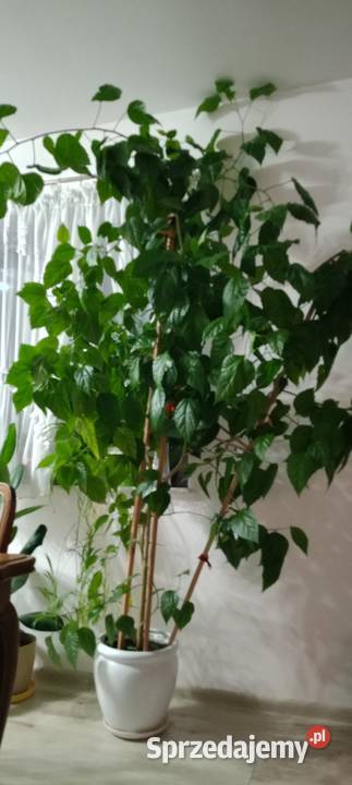 Róża chińskakwiat domowy