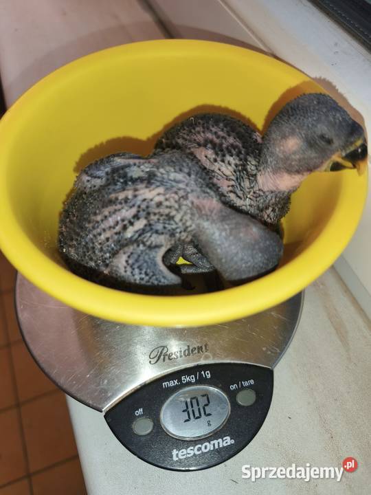 Lora wielka pisklaki