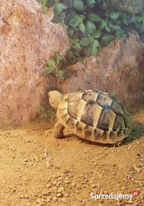 Żółw grecki wyprawka pełny start Strzyżów
