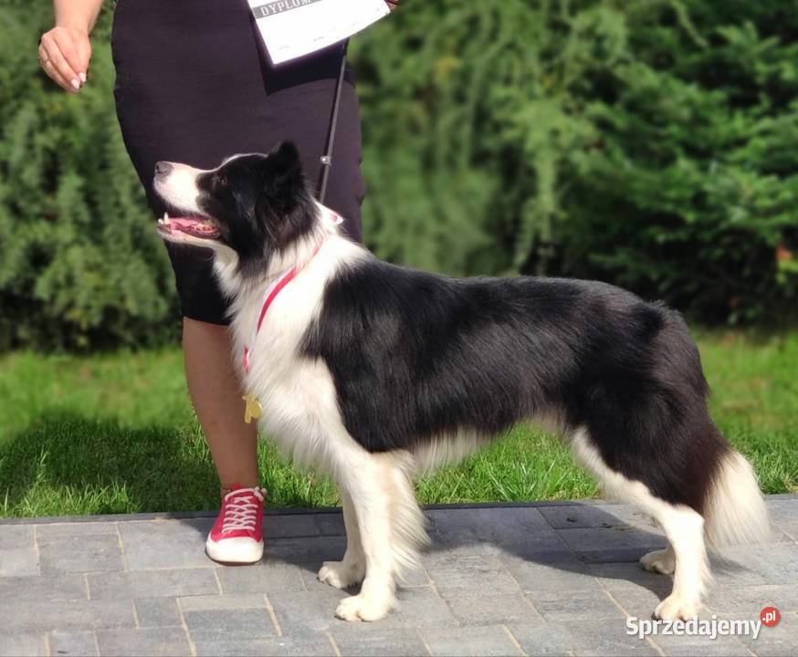 Zapowiedź miotu border collie ZkwPFCI Pozostałe Bełchatów sprzedam