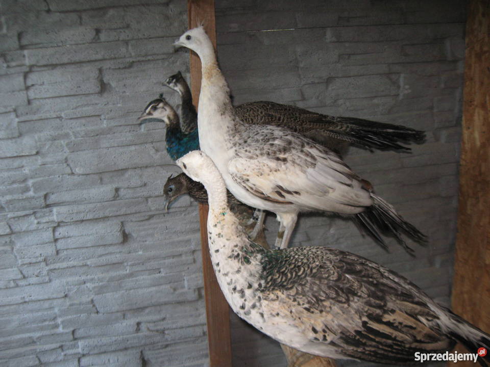 pawie kuropatwy Jarocin sprzedam