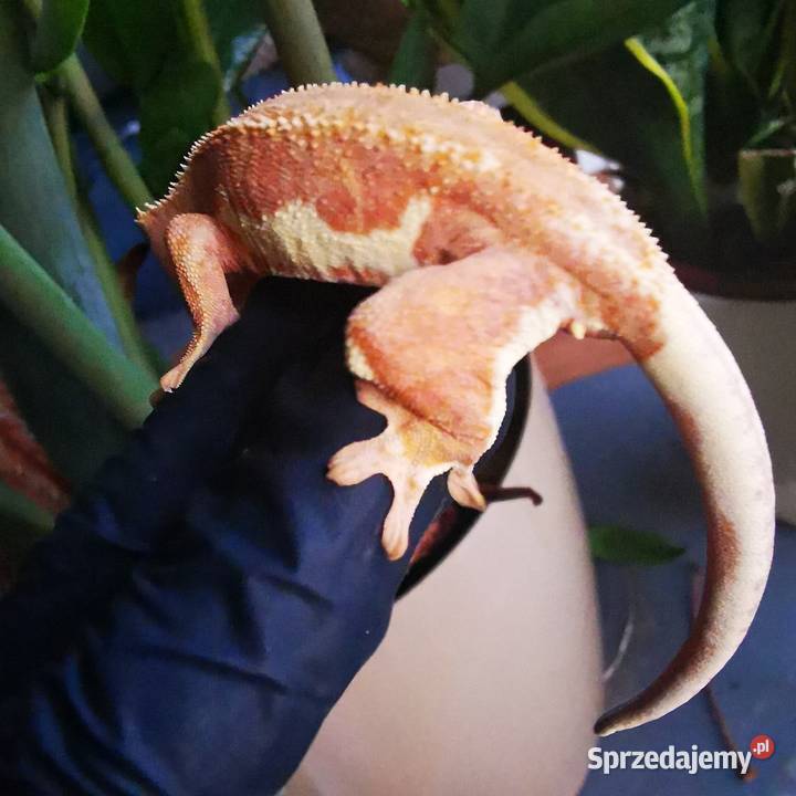 Samica gekona orzesionego phantom lilli white Kraków