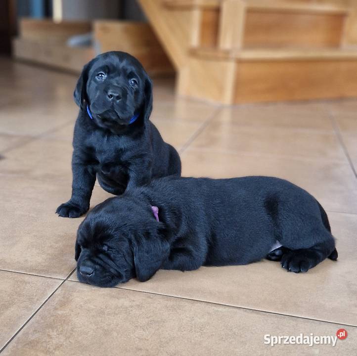 Labrador Retriever ZKwP oKrakówczarne szczeniaki Stadniki sprzedam