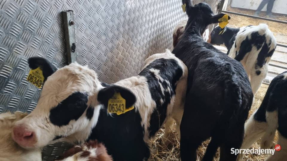 sprzedam cielaki byczki mięsne POLSKIE Konin sprzedam
