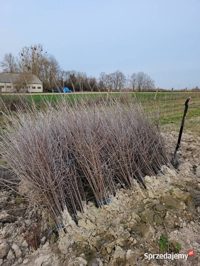 Antypka podkładka generatywna pod wiśnię Dawidy