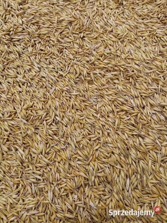 Owies zbiór 2025 Dębica