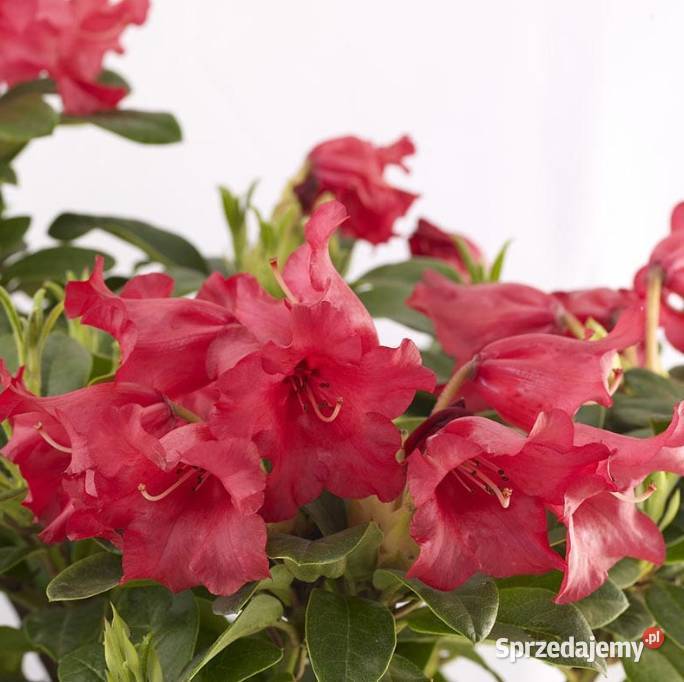Różaneczniki Rhododendron różne kolory śląskie