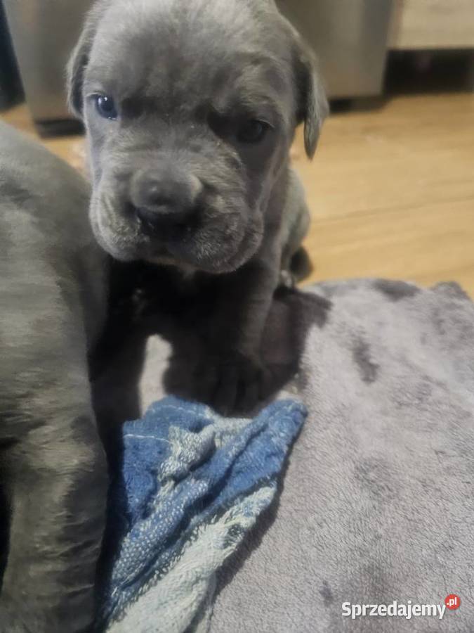 Szczenięta Cane Corso łódzkie Łubno