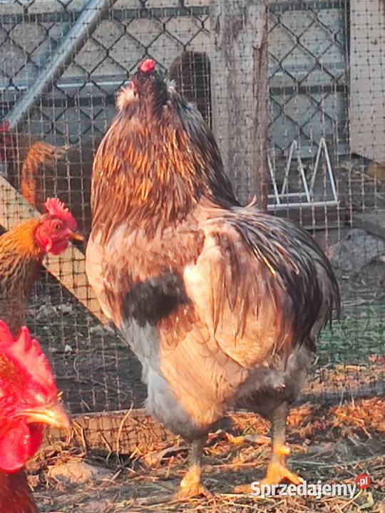 Kurczaki kury kogut Araucana Araukana Sławsk