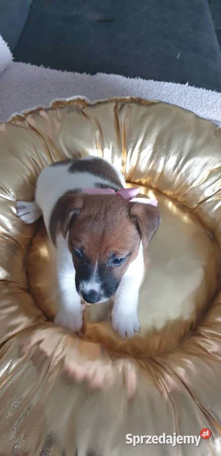 Jack Russell Terrier suczka Jack Russell Terrier śląskie Szarlejka