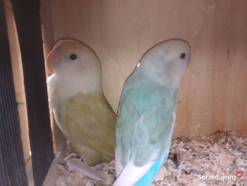 Papugi nimfy Dubin sprzedam