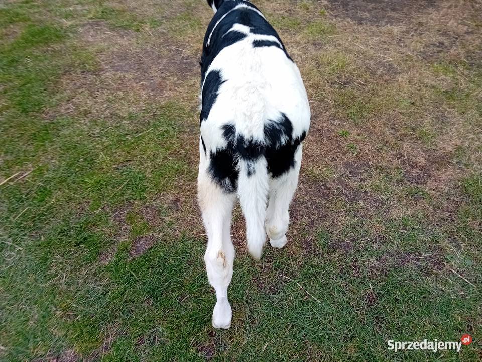 Jałówka rolnika lubelskie Rossosz